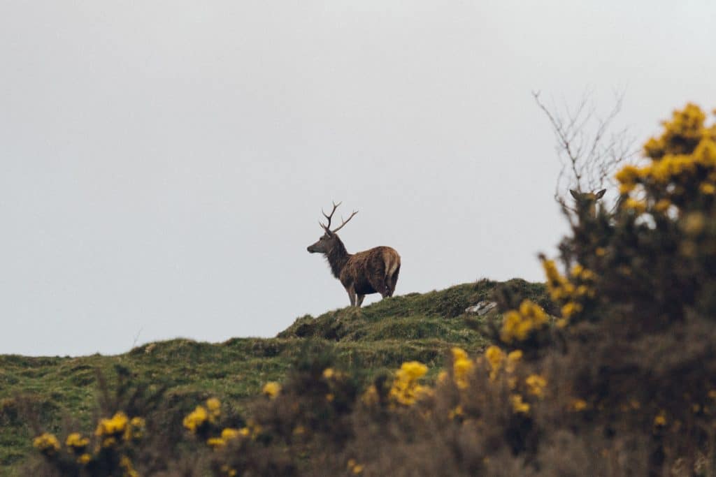 cerf-ecosse svg+xml;charset=utf