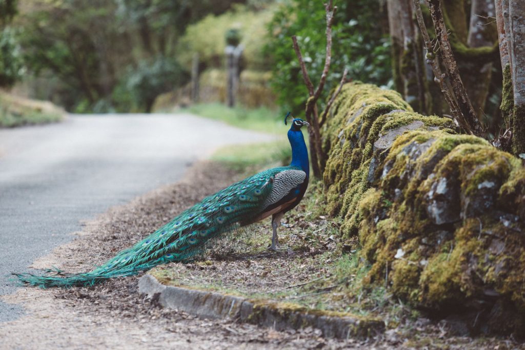 pan svg+xml;charset=utf