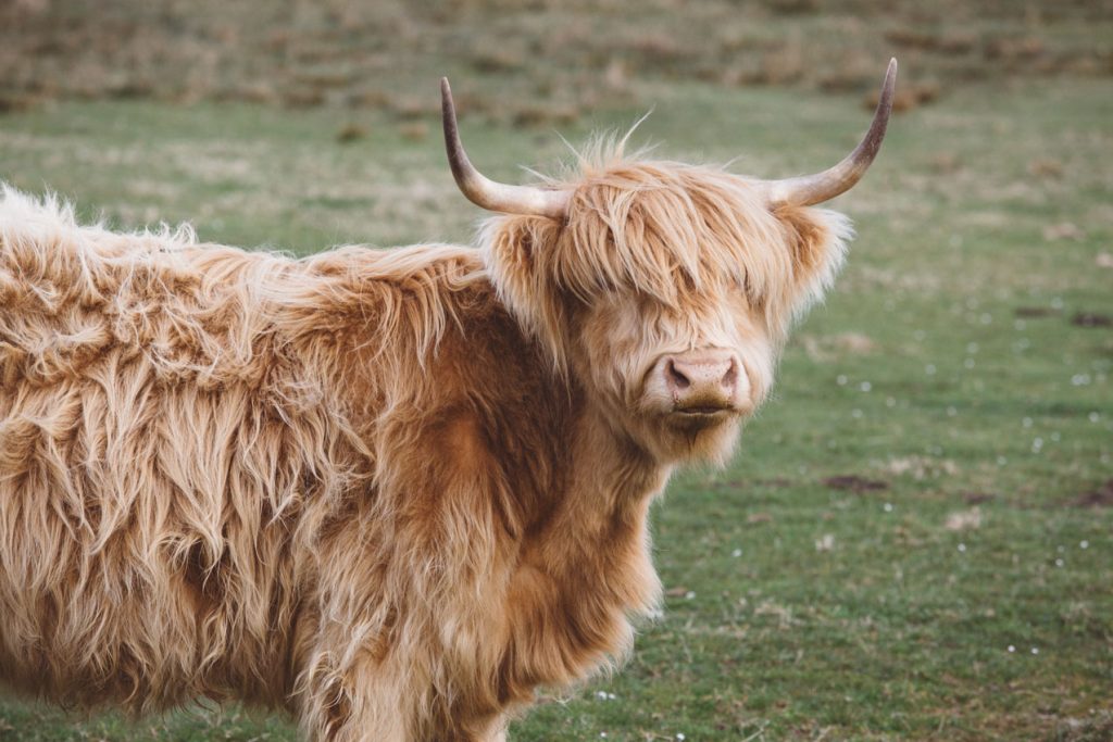 vache-ecosse svg+xml;charset=utf